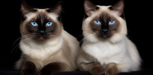 Soft femininity, explosive pigmentation