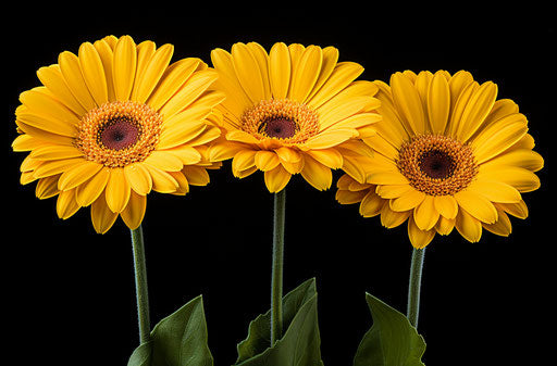 Yellow daisies photo with a minimalist style