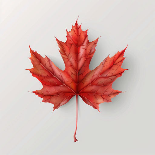 Maple leaf clipart in photo realistic style on flat white background