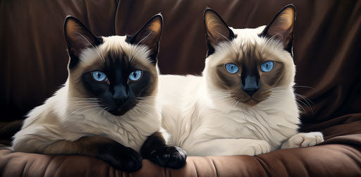 Siamese cats with blue eyes sitting next to another white cat, in dark brown and light beige style, masculine, high tonal range, exaggerated features