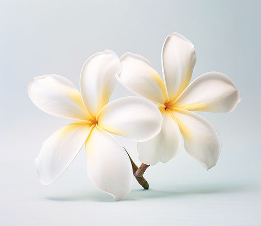Two white flowers on white background, angelic photo style
