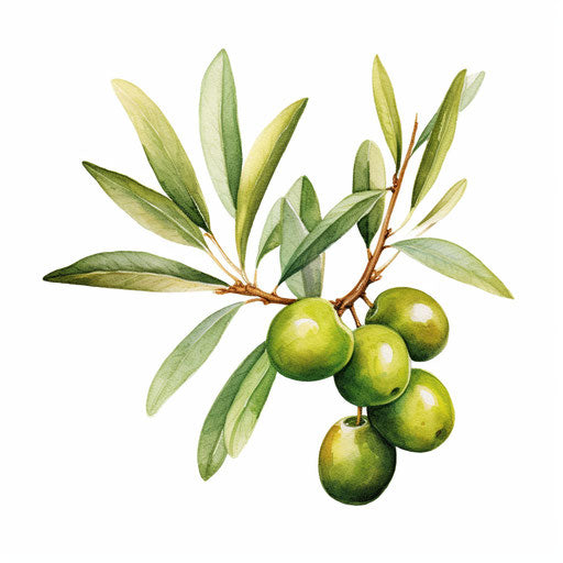 Watercolor style olive illustration on white background
