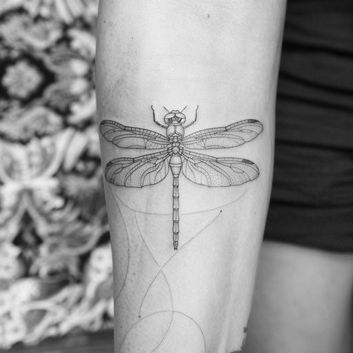 Outline tattoo of a dragonfly, Maria Sibylla Merian style