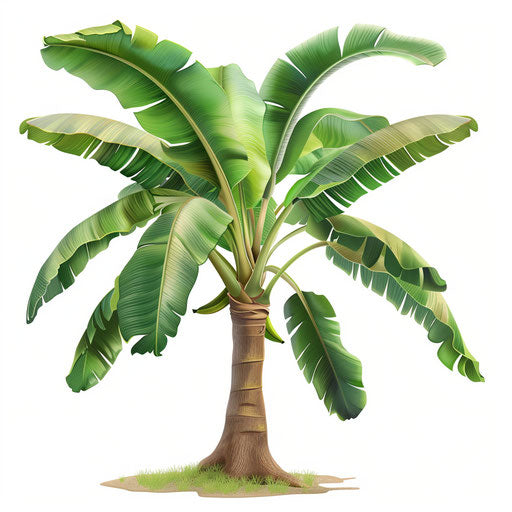 Realistic banana tree clipart on flat white background