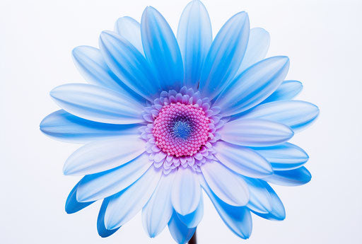 Blue gerbera flower on white background, light purple and light indigo style