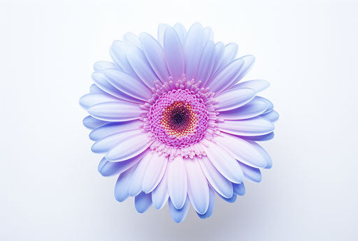 Blue gerbera flower on white background, light purple and light indigo style