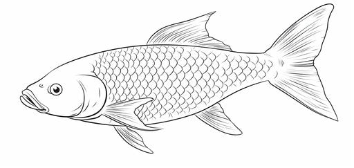 Carp coloring page with pencil, creative commons style, simple 40:19