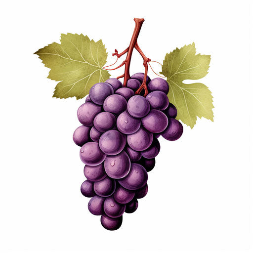 Minimalist grapes illustration on white background