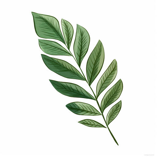 Green leaf on white background, minimalist