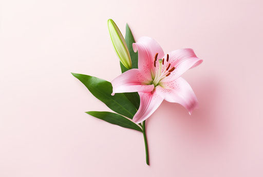 Pink lily and green leaves isolated on background