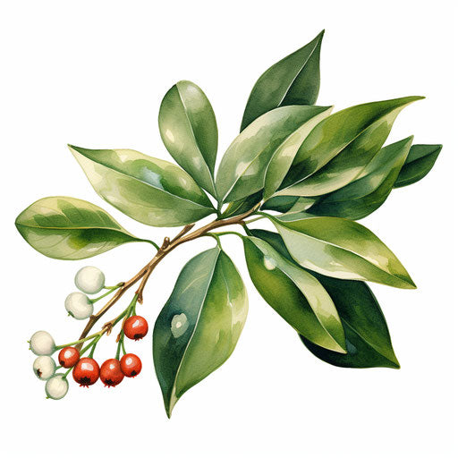Mistletoe artwork in the style of Oil painting, white background