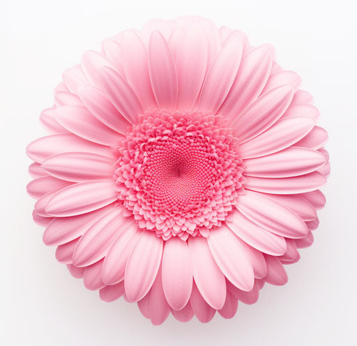 Pink gerbera flower isolated on white background, patricia piccinini style, monochromatic serenity