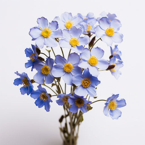 Blue flowers with yellow centers on white background