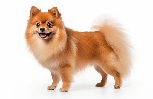 Pomeranian on white background, light orange and light maroon style