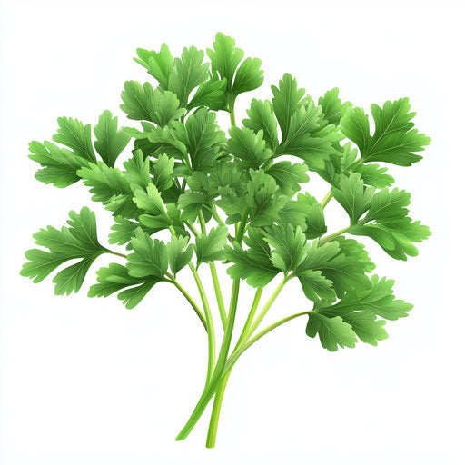 3D Parsley in photo realistic style on flat white background, isolated clipart