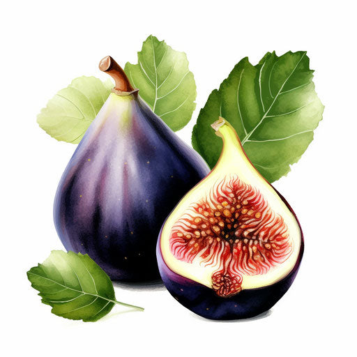 Fig clipart illustration in the style of oil painting, on a white background