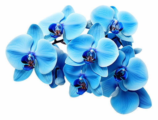 Blue orchid flowers isolated on white, matte photo style