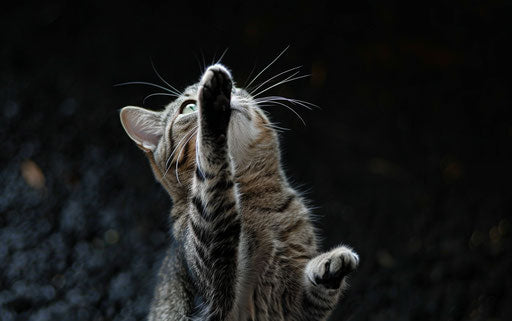 cat reaching and raising paws, contest winner style