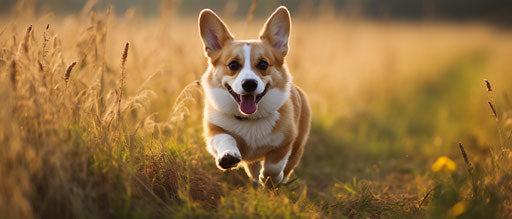 Adorable corgi dog running in a field