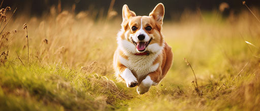 Adorable corgi dog running in a field