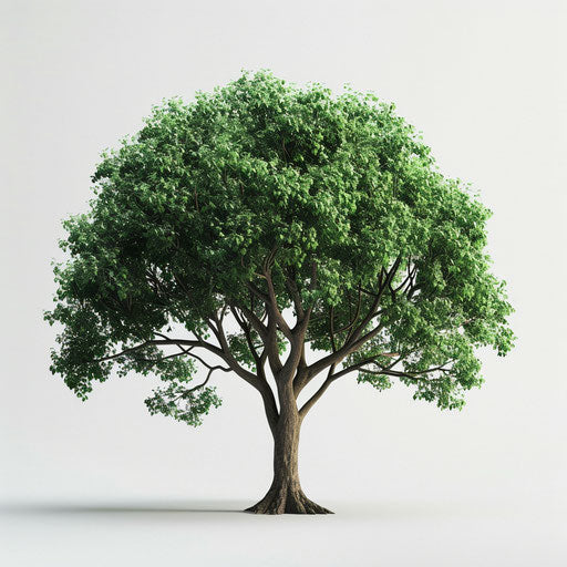 Realistic tree illustration on flat white background