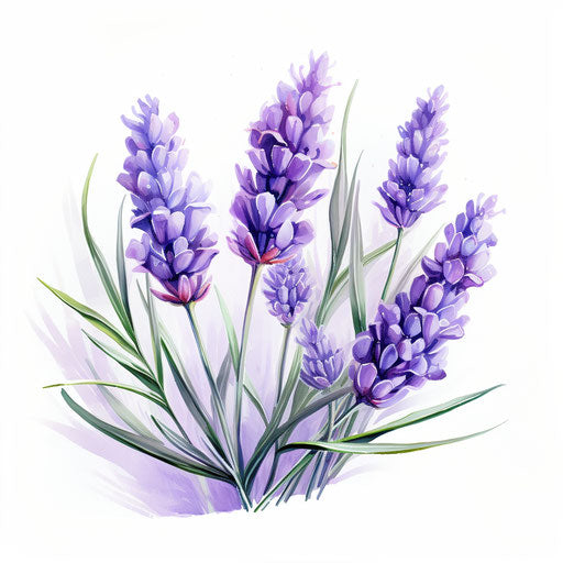 Lavender clipart in the style of Oil painting, on a white background