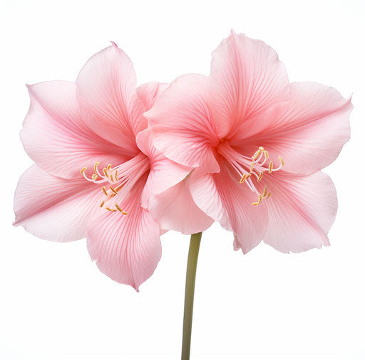 Blooming pink amaryllis isolated on white background