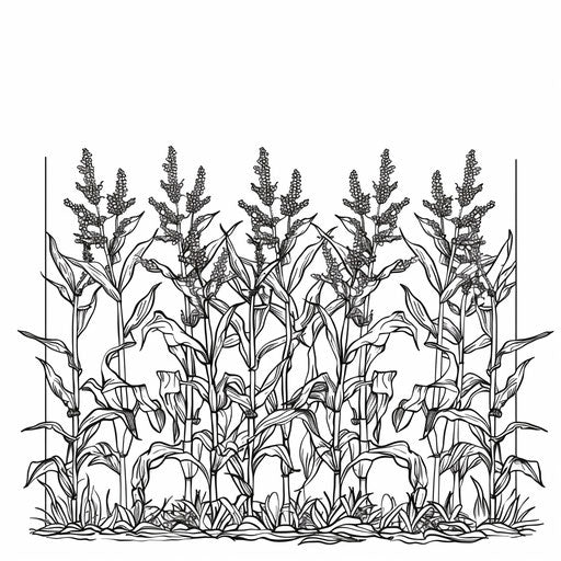 Corn plants in orderly rows
