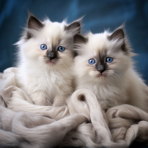 Small birman kittens