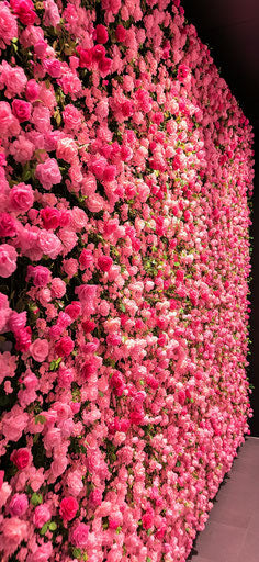 Wall of pink roses, rose-themed background, mobile HD wallpaper