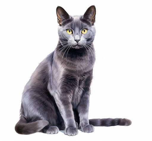 Gray cat in front of white background, light indigo and dark gold style