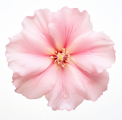 Pink flower isolated on white background, Pentax k1000 style, high resolution 76:75