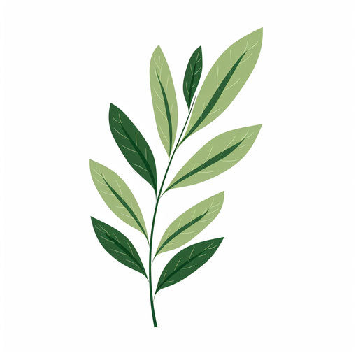 Minimalist style leaf clipart, on white background