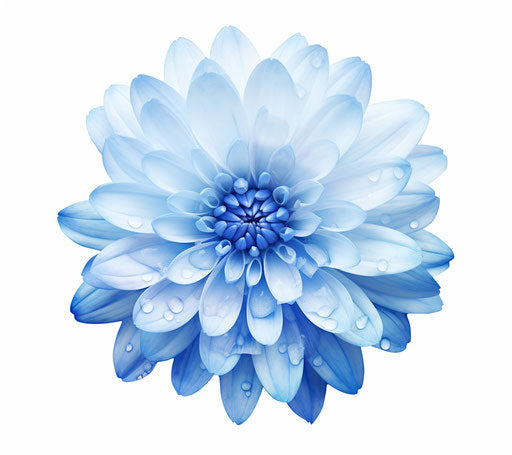 Blue Blue Chrysanthemum Flower Transparent White Clip Art