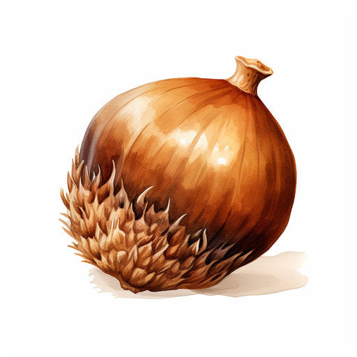 Acorn seeds illustration in oil painting style, on white background