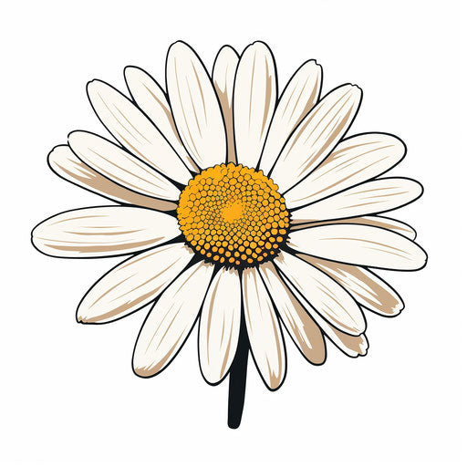 Minimalist daisy flower illustration on white background
