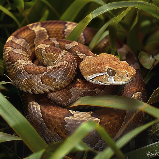 Copperhead snake moving through grass