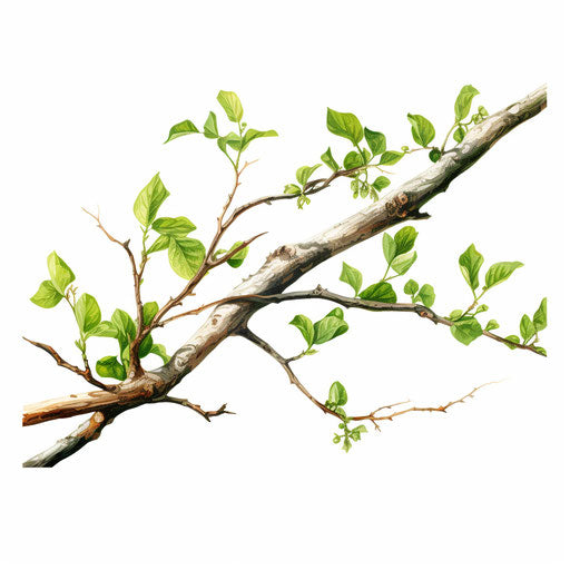 Tree branch clipart in the style of Oil painting, on a white background