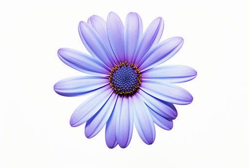 Blue daisy isolated on white background, light purple and navy style