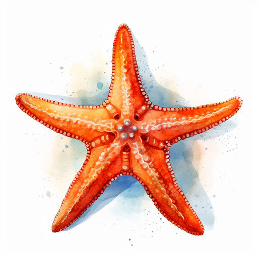 Starfish clipart in the style of Oil painting on white