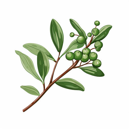 Minimalist mistletoe illustration on white background