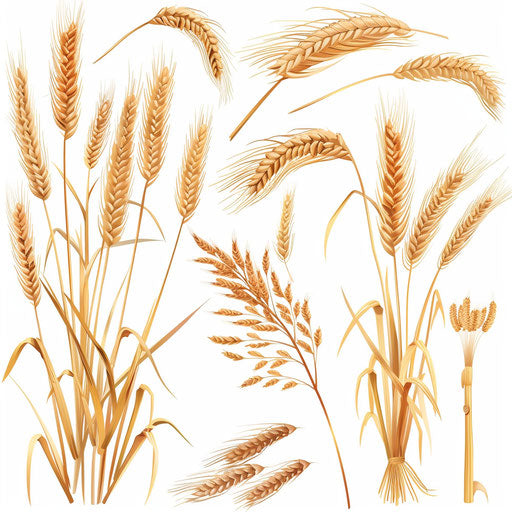 Realistic wheat illustration on a flat white background