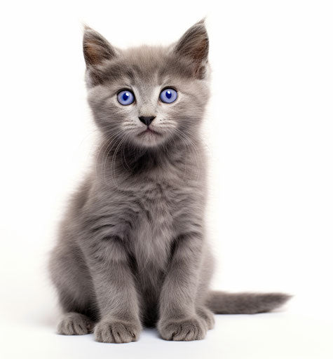 Gray kitten on white background, in style of Mona Hatoum, dark azure and gray