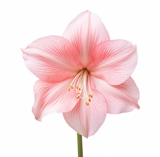 Blooming pink amaryllis isolated flowers on white background