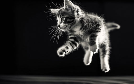 Black and white kitten jumping on dark background, AP photo style, bold gestures 35:22