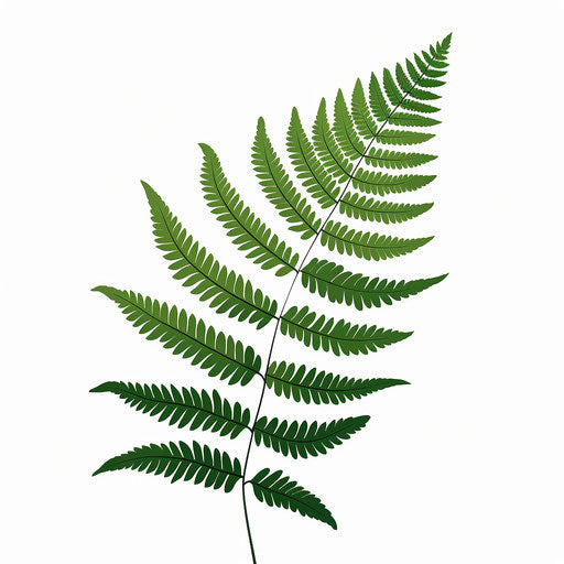 Fern clipart in Minimalist style, on a white background