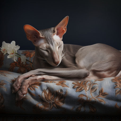 Oriental shorthair cat sleeping on a couch