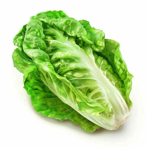 Realistic lettuce clipart on a flat white background, vibrant color
