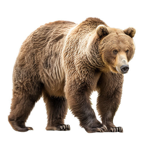 Brown bear clipart in photo realistic style