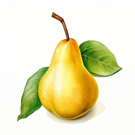 Illustration of pear in the style of oil painting, on white background